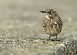 European Rock Pipit