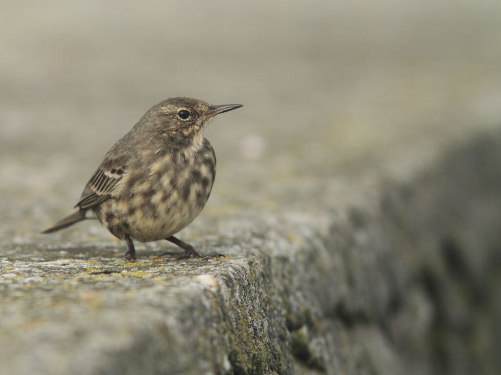 Pipit maritime, identification