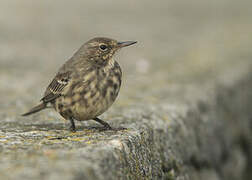 European Rock Pipit