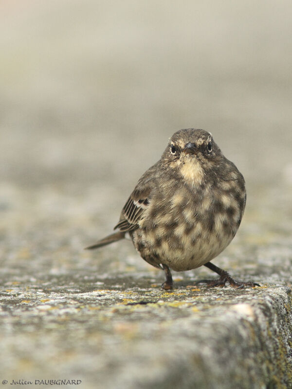 European Rock Pipit, identification