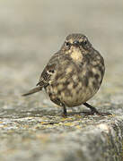 European Rock Pipit