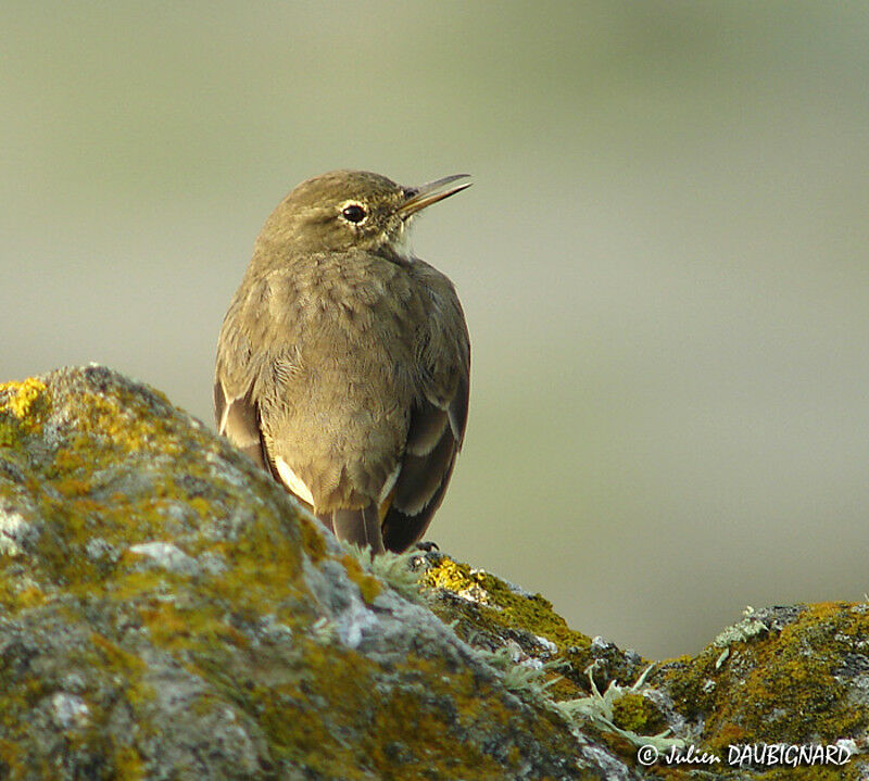 Eurasian Rock Pipit