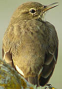 European Rock Pipit