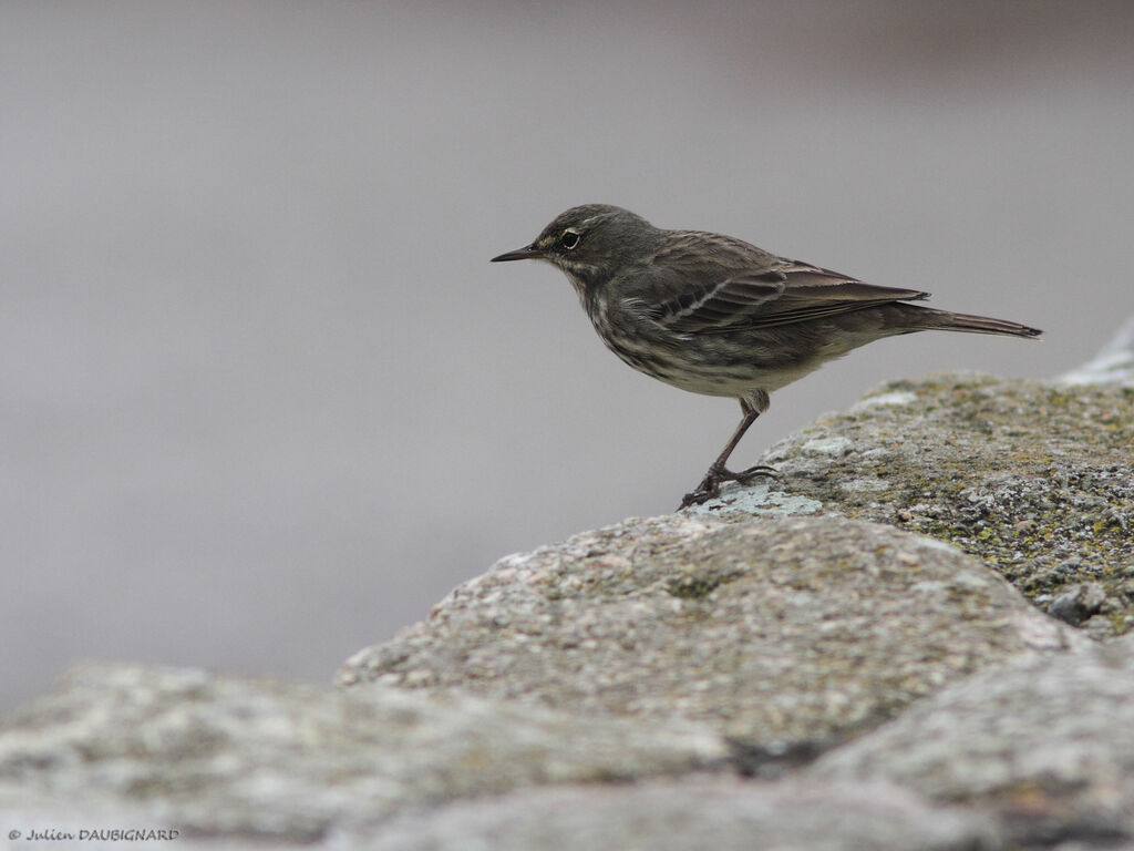 Pipit maritime, identification