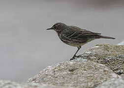 Eurasian Rock Pipit