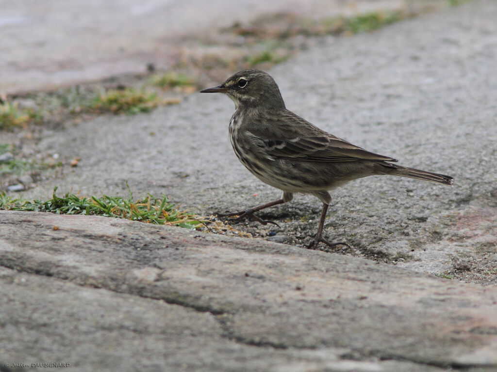 Pipit maritime, identification