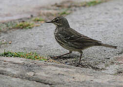 Eurasian Rock Pipit