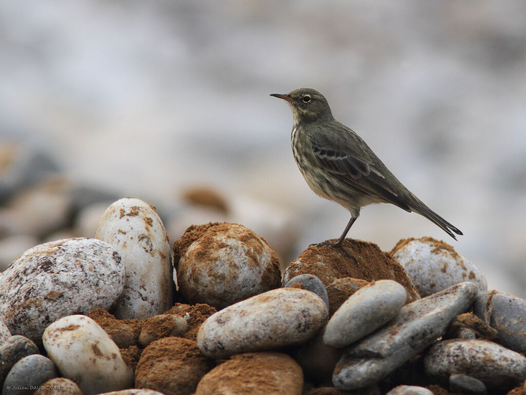 Pipit maritime, identification