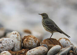 Eurasian Rock Pipit