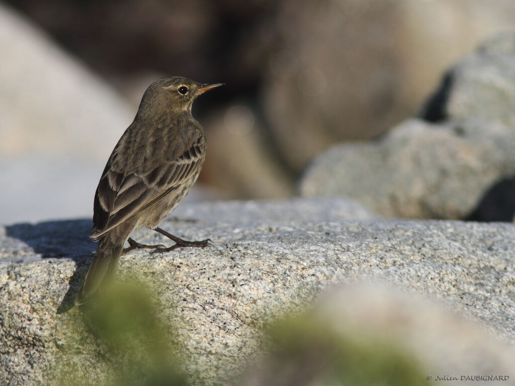 European Rock Pipit, identification