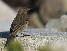 Eurasian Rock Pipit