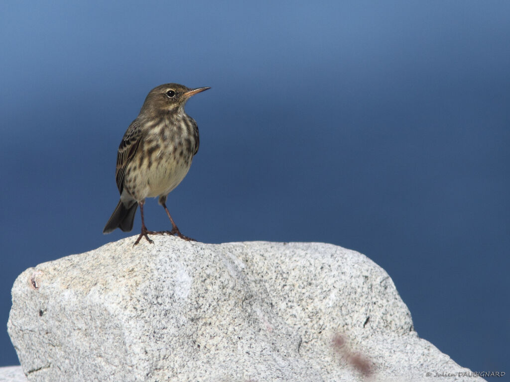 Pipit maritime, identification