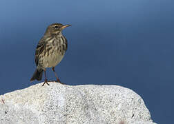 European Rock Pipit