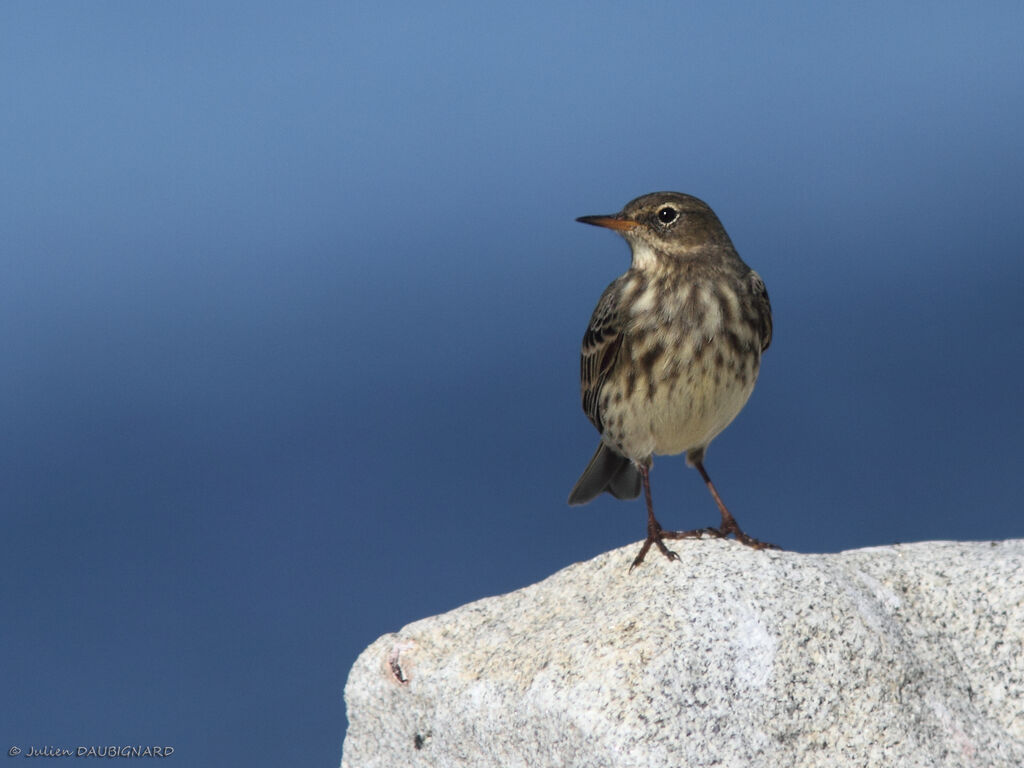 Pipit maritime, identification