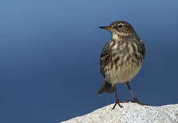 European Rock Pipit