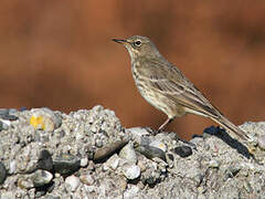 European Rock Pipit