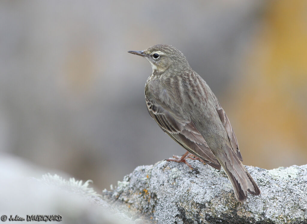 Eurasian Rock Pipitadult, identification