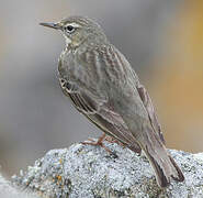 European Rock Pipit