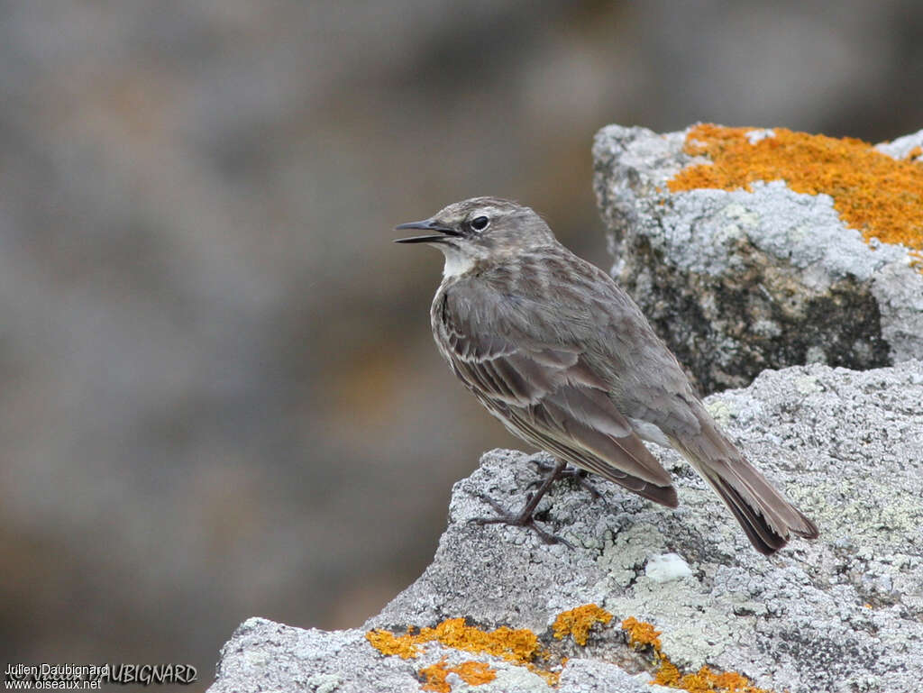 Pipit maritimeadulte nuptial, pigmentation