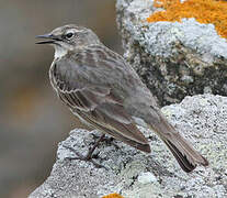 Eurasian Rock Pipit