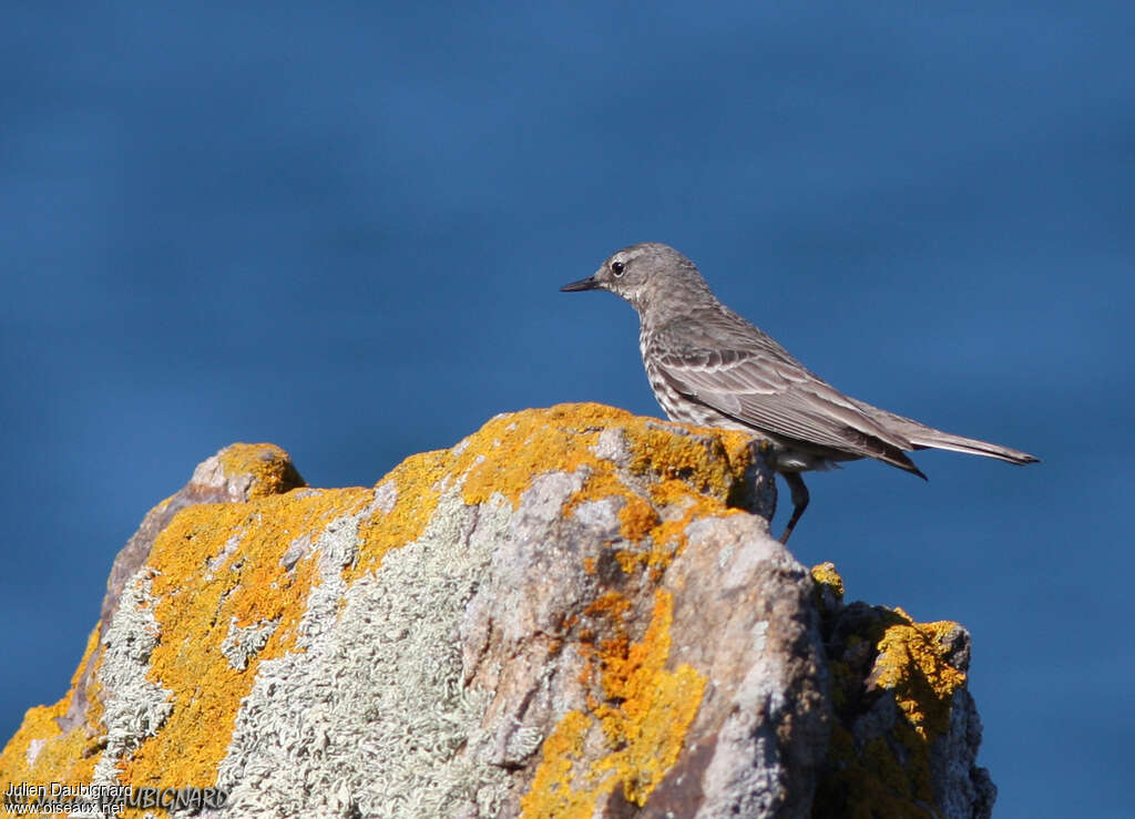 Pipit maritimeadulte nuptial, habitat, pigmentation