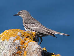 European Rock Pipit