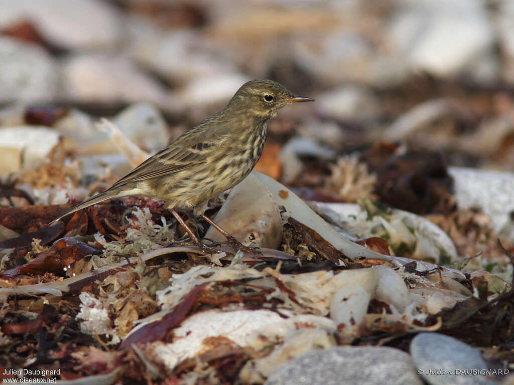 Eurasian Rock Pipitadult post breeding, habitat