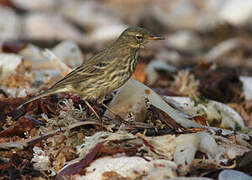 Eurasian Rock Pipit