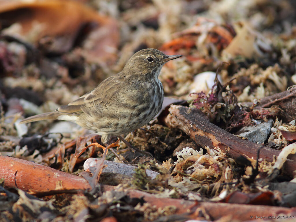 Pipit maritime, identification