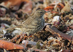 European Rock Pipit