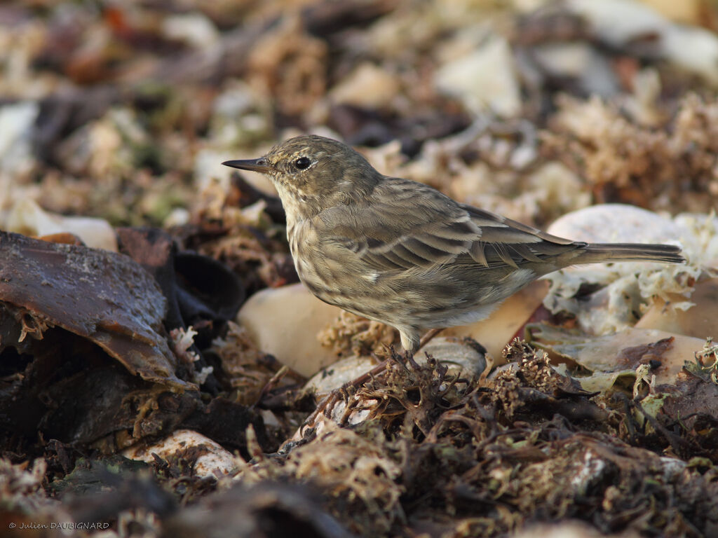 Pipit maritime, identification