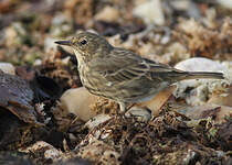 Pipit maritime
