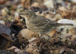 European Rock Pipit