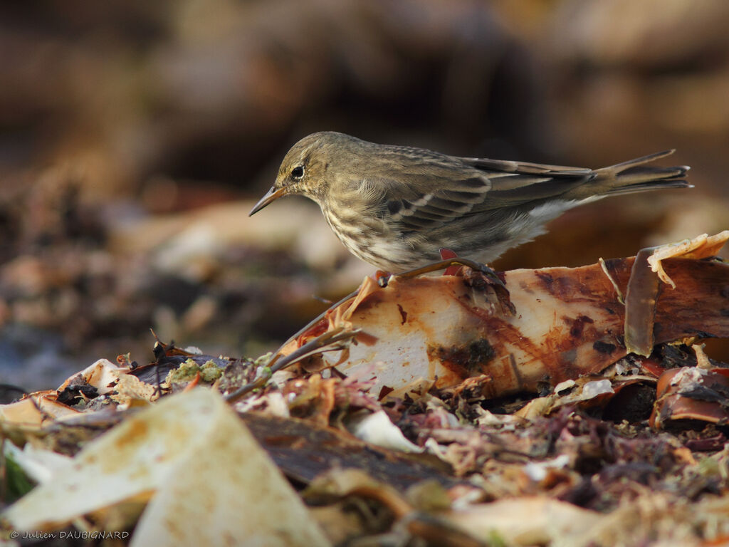 Pipit maritime, identification