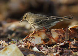 Eurasian Rock Pipit