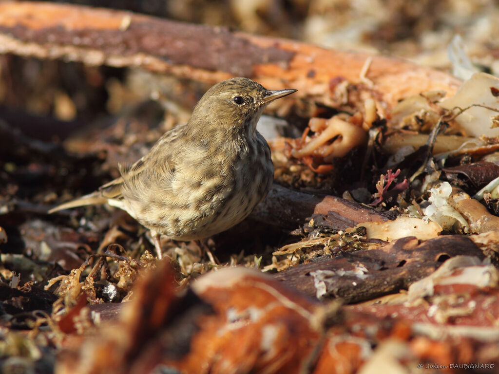 Pipit maritime, identification