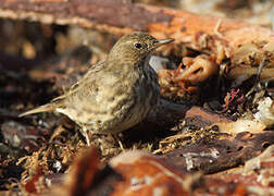 European Rock Pipit