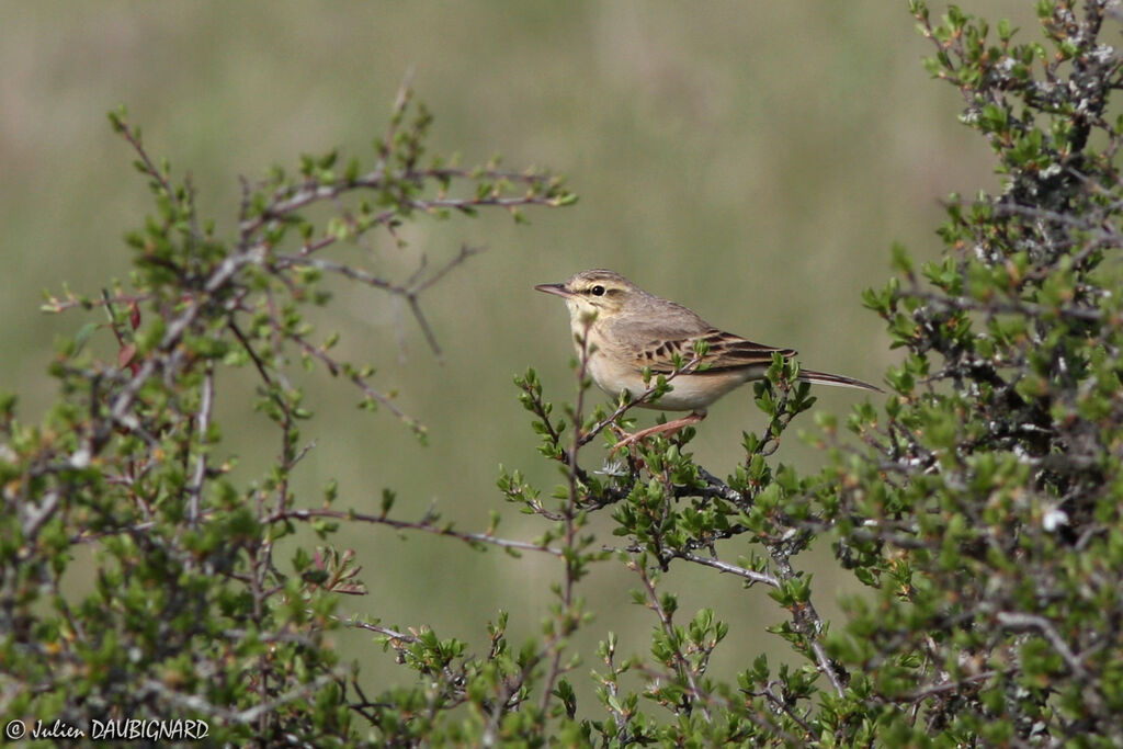 Tawny Pipitadult, identification