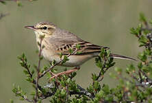 Pipit rousseline