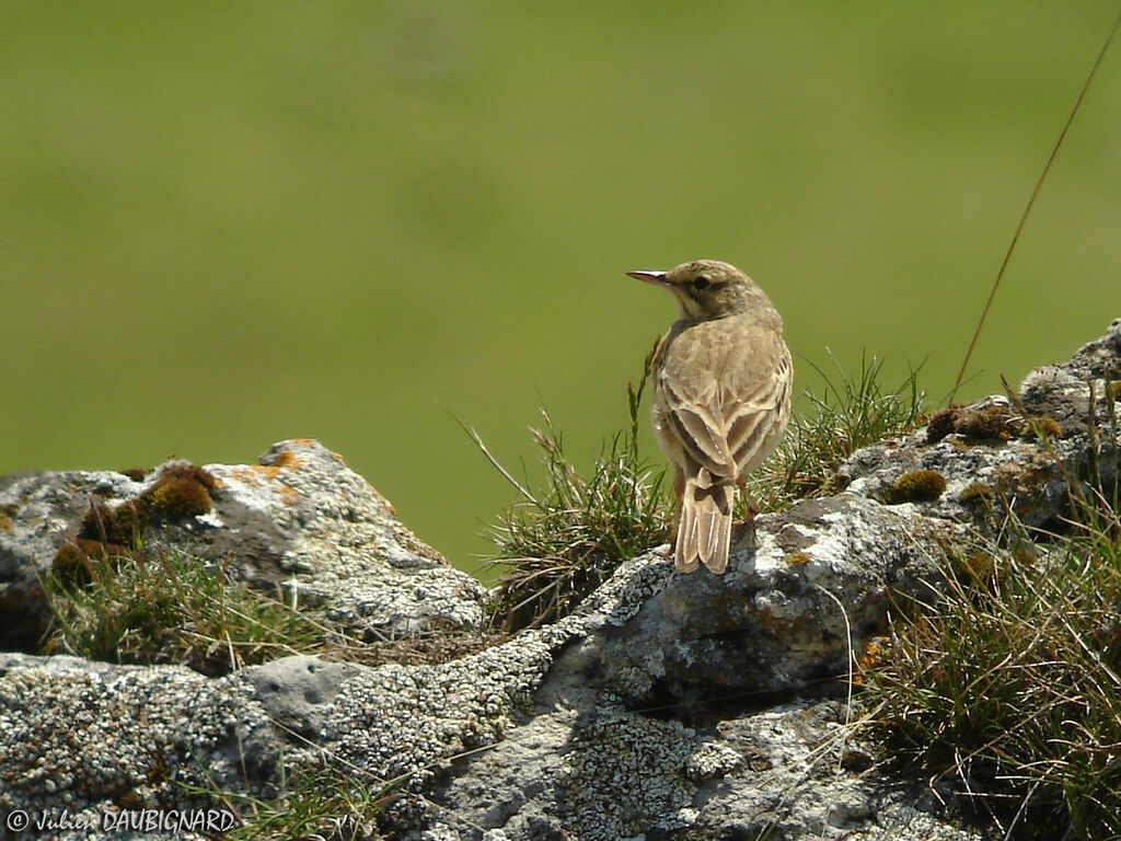 Tawny Pipitadult, identification