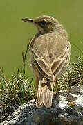 Tawny Pipit