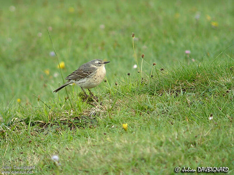 Pipit spioncelleadulte nuptial, habitat, pigmentation