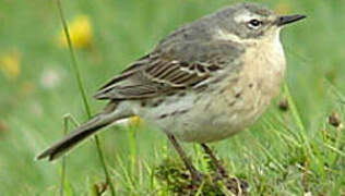 Water Pipit