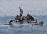 Plongeon arctique