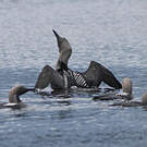 Plongeon arctique