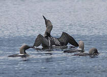 Plongeon arctique