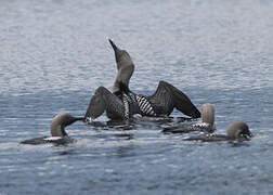 Plongeon arctique