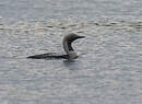 Plongeon arctique