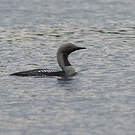 Plongeon arctique