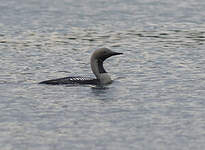 Plongeon arctique